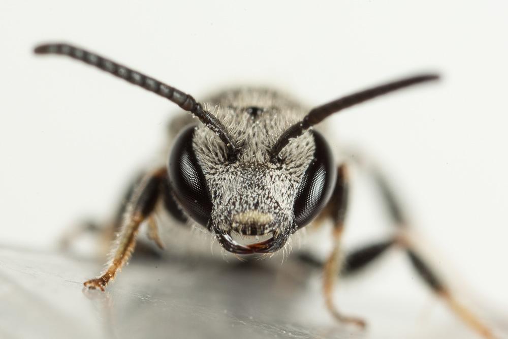  Lasioglossum bimaculatum (Dours, 1872)