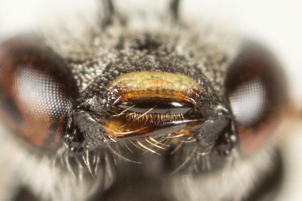  Lasioglossum bimaculatum (Dours, 1872)