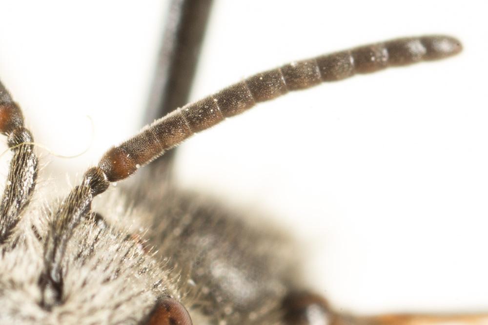  Lasioglossum bimaculatum (Dours, 1872)