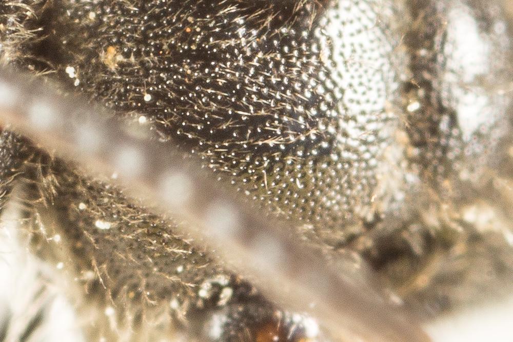  Lasioglossum bimaculatum (Dours, 1872)