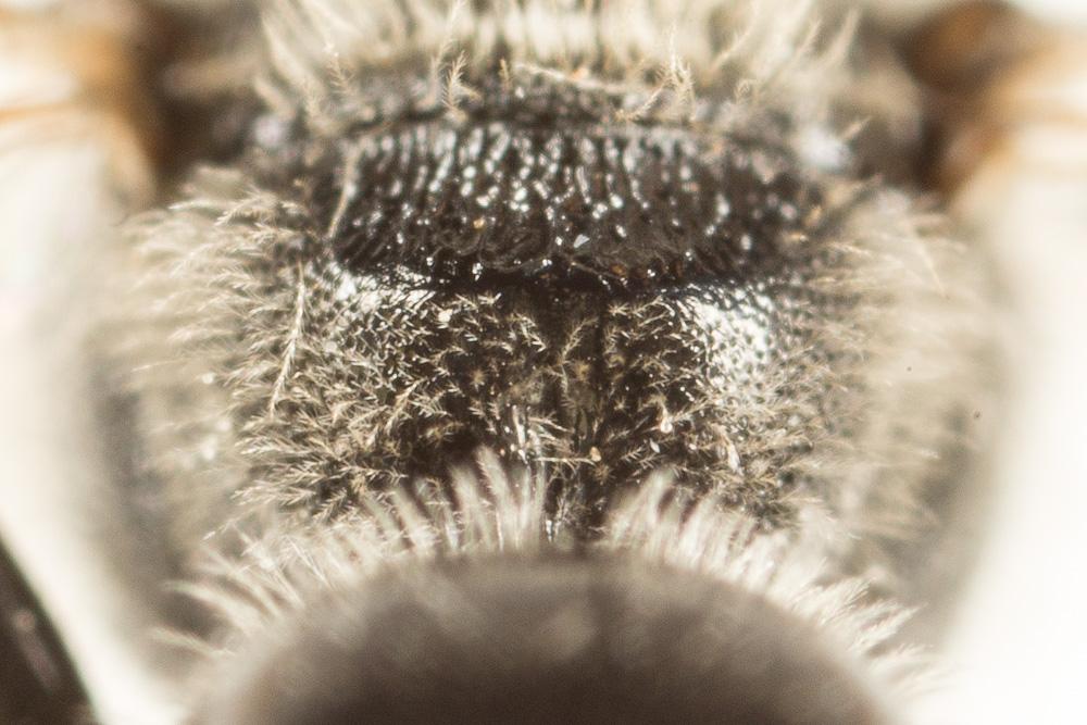  Lasioglossum bimaculatum (Dours, 1872)