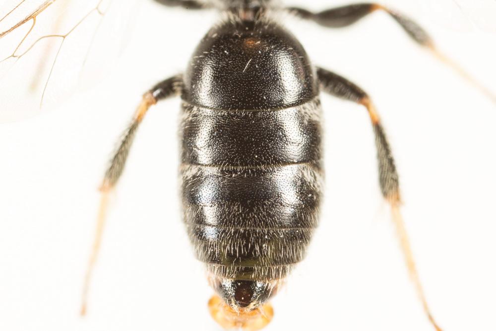  Lasioglossum bimaculatum (Dours, 1872)