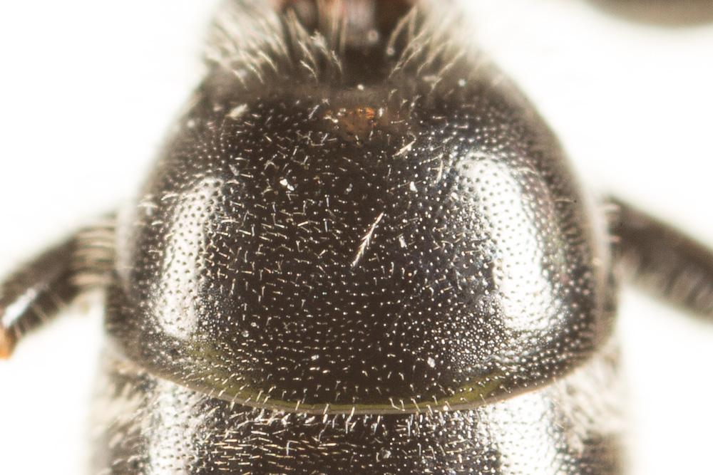  Lasioglossum bimaculatum (Dours, 1872)