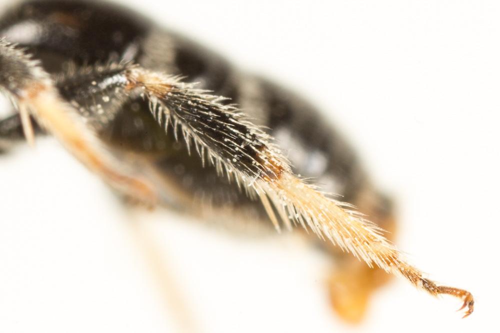  Lasioglossum bimaculatum (Dours, 1872)