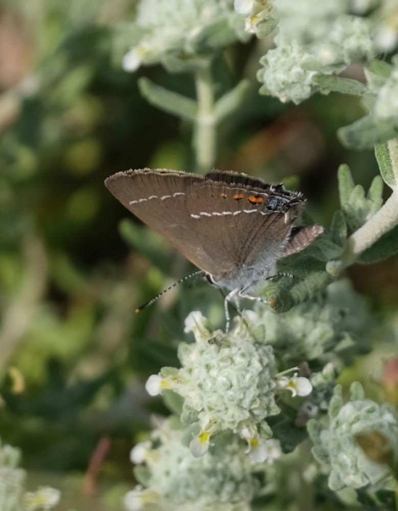 Thécla des Nerpruns (La), Thécla du Prunellier (La Satyrium spini (Denis & Schiffermüller, 1775)