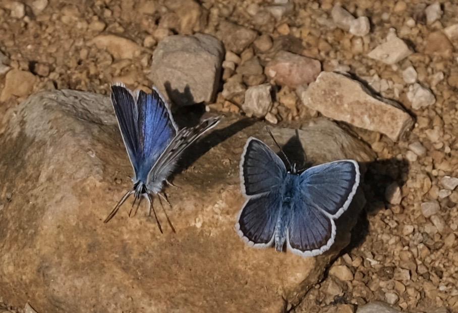 Azuré de l'Ajonc (L'), Argus bleu-violet (L'), Arg Plebejus argus (Linnaeus, 1758)
