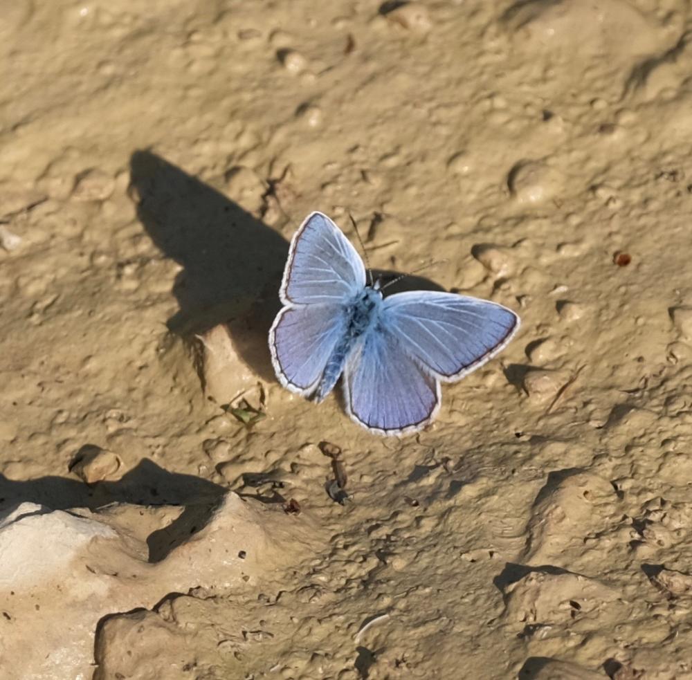 Azuré de l'Adragant (L'), Azuré du Plantain (L'), Polyommatus escheri (Hübner, 1823)