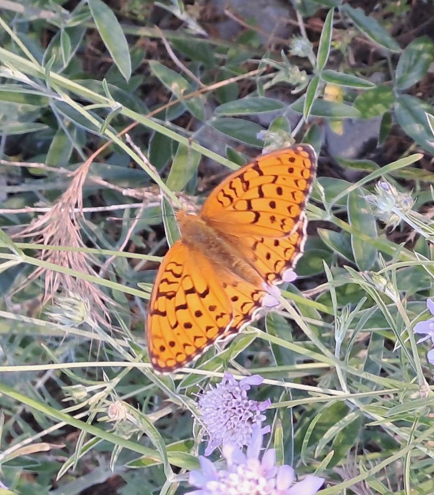 Chiffre (Le) Fabriciana niobe (Linnaeus, 1758)