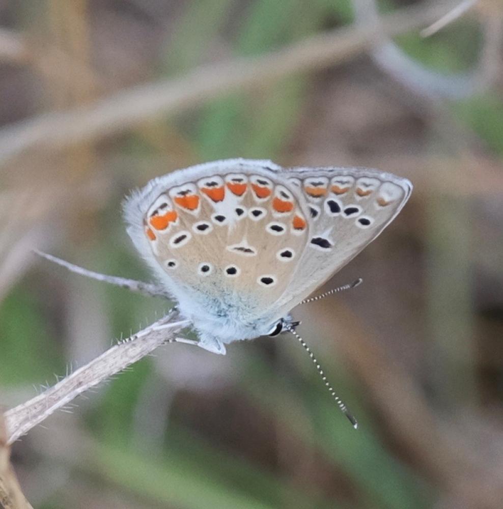 Azuré de L'Esparcette (L'), Azuré de Chapman (L'), Polyommatus thersites (Cantener, 1835)