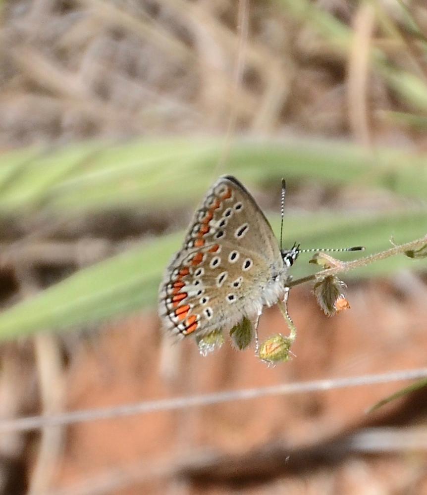 Azuré de L'Esparcette (L'), Azuré de Chapman (L'), Polyommatus thersites (Cantener, 1835)