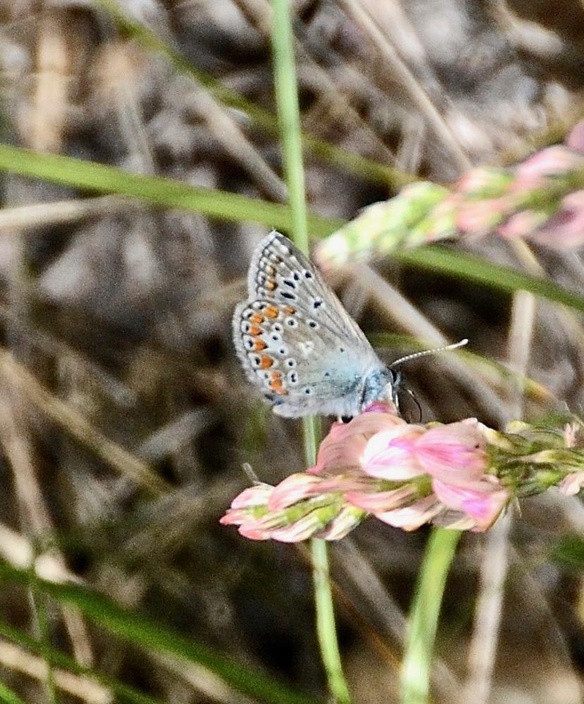 Azuré de L'Esparcette (L'), Azuré de Chapman (L'), Polyommatus thersites (Cantener, 1835)