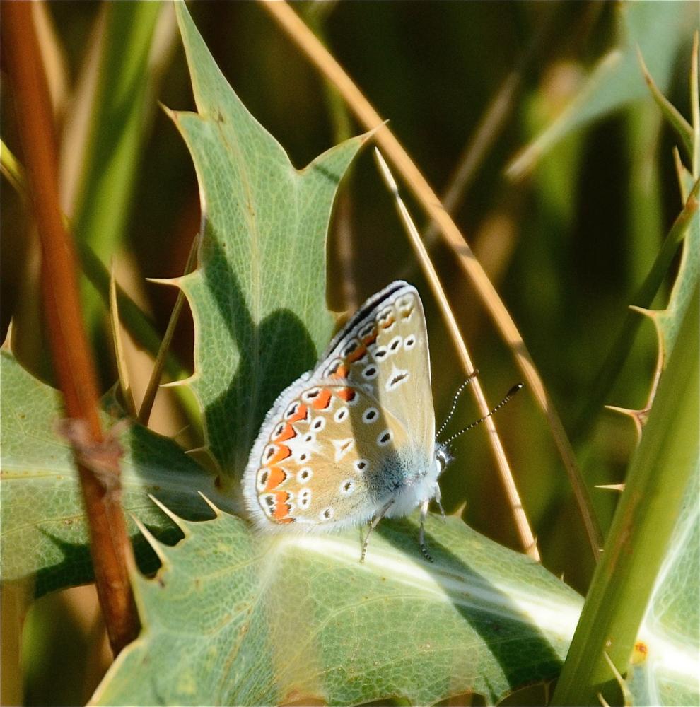 Azuré de L'Esparcette (L'), Azuré de Chapman (L'), Polyommatus thersites (Cantener, 1835)