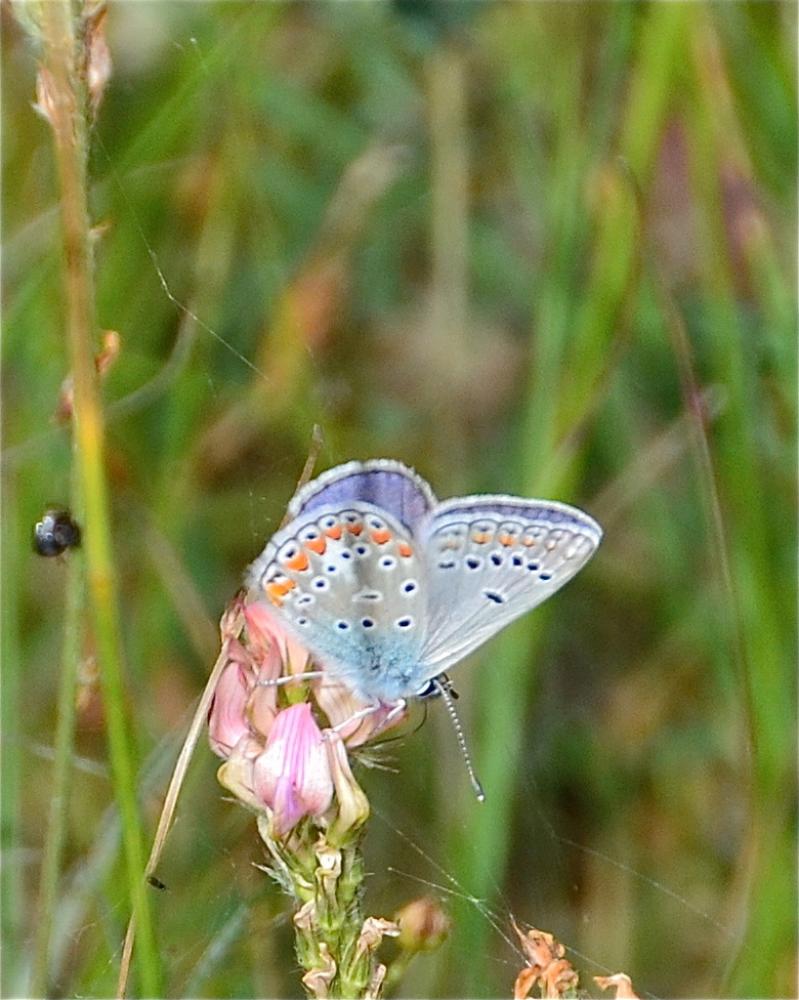 Azuré de L'Esparcette (L'), Azuré de Chapman (L'), Polyommatus thersites (Cantener, 1835)