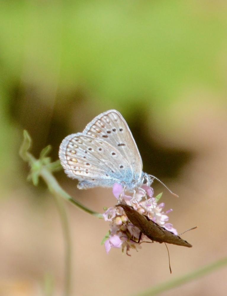 Azuré de L'Esparcette (L'), Azuré de Chapman (L'), Polyommatus thersites (Cantener, 1835)