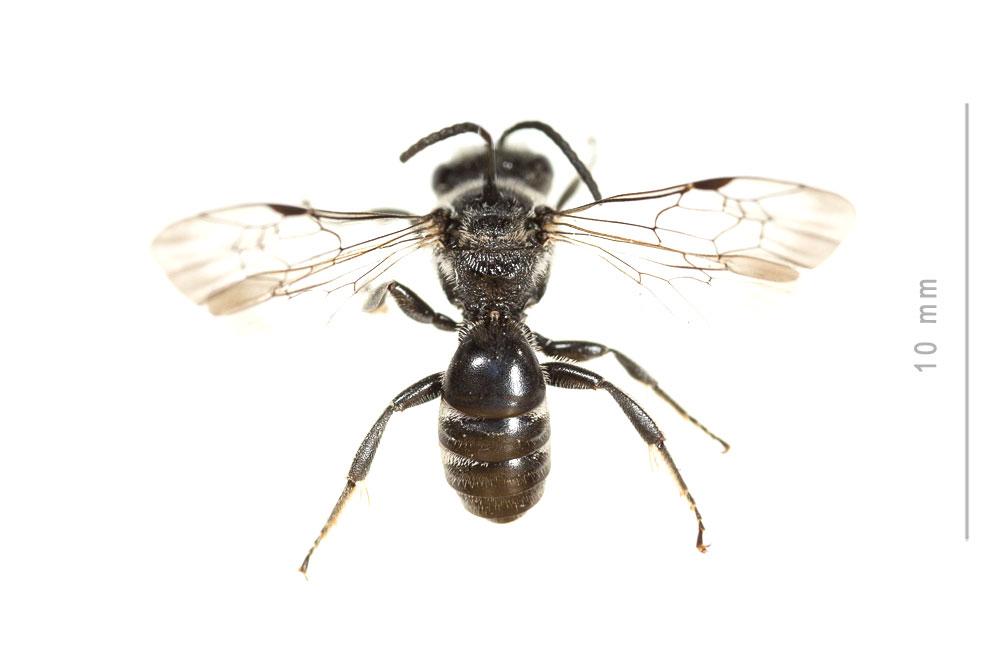 Lasioglossum costulatum (Kriechbaumer, 1873)