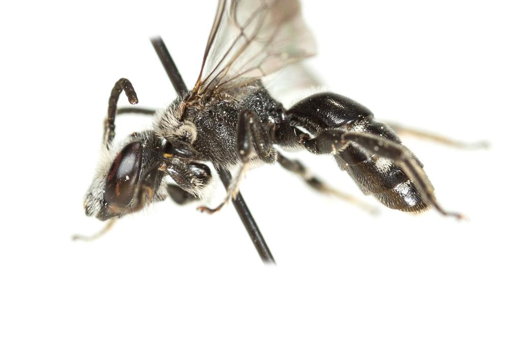  Lasioglossum costulatum (Kriechbaumer, 1873)