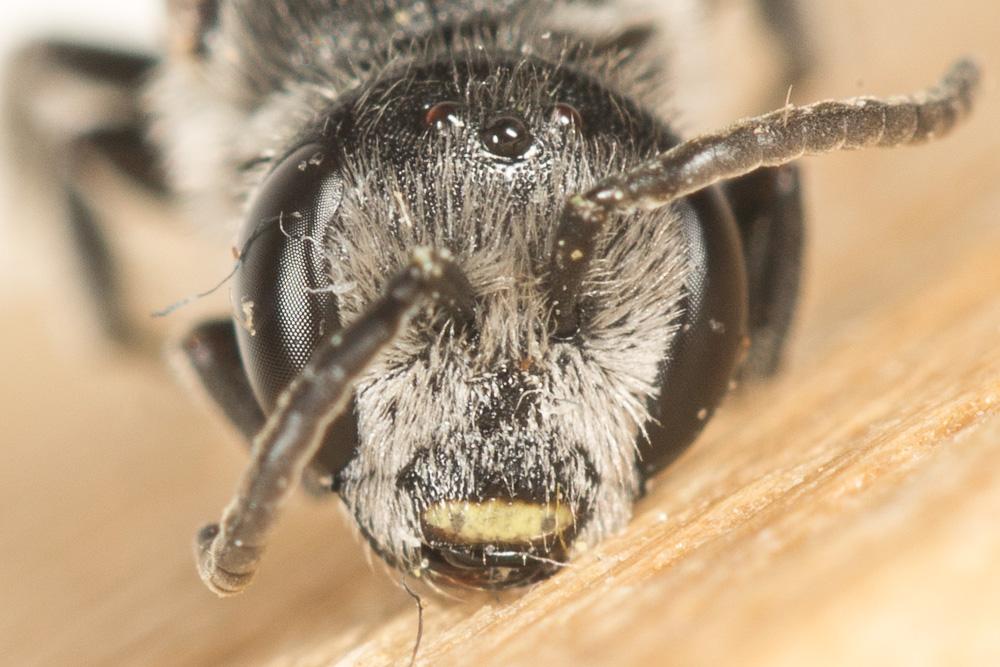  Lasioglossum costulatum (Kriechbaumer, 1873)