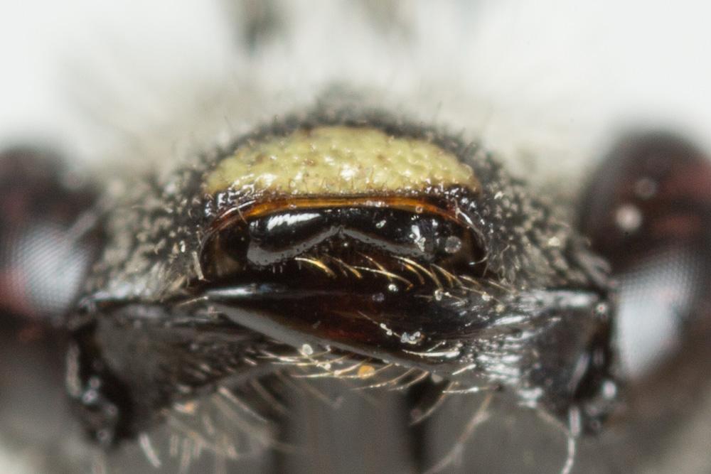  Lasioglossum costulatum (Kriechbaumer, 1873)