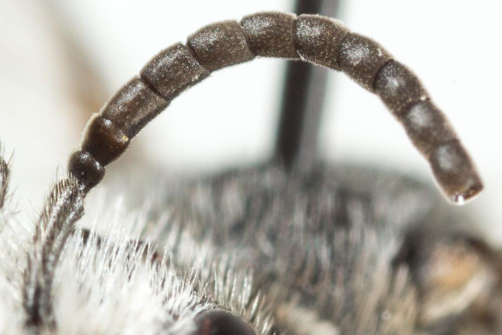 Lasioglossum costulatum (Kriechbaumer, 1873)