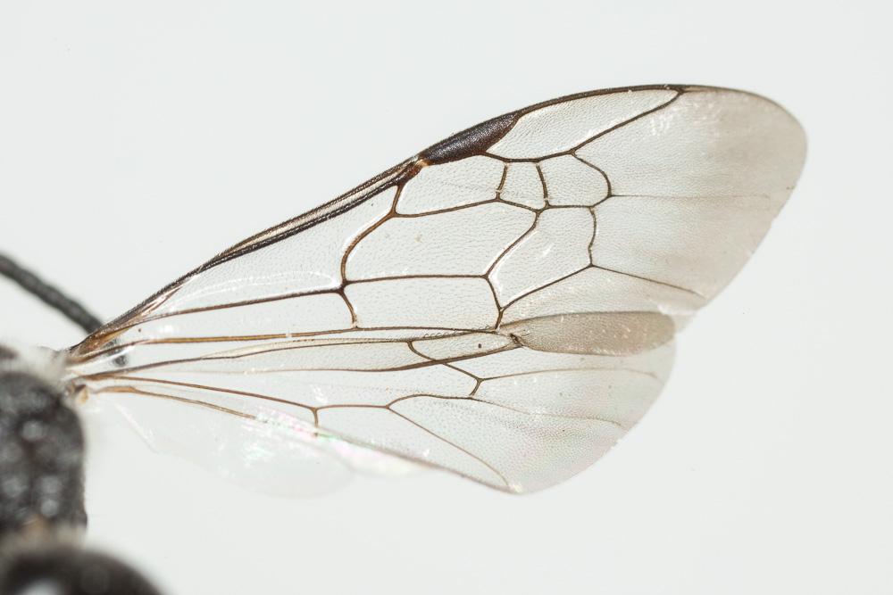  Lasioglossum costulatum (Kriechbaumer, 1873)