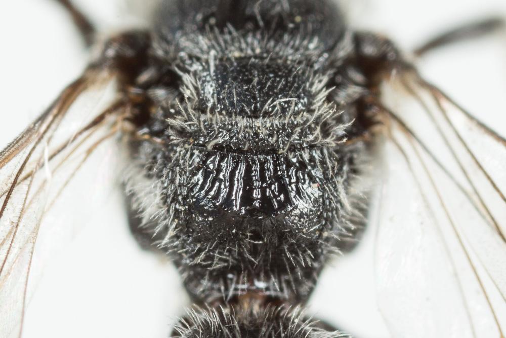  Lasioglossum costulatum (Kriechbaumer, 1873)