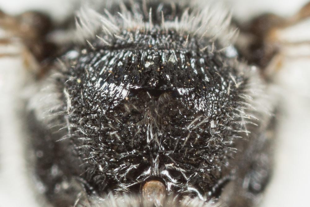  Lasioglossum costulatum (Kriechbaumer, 1873)