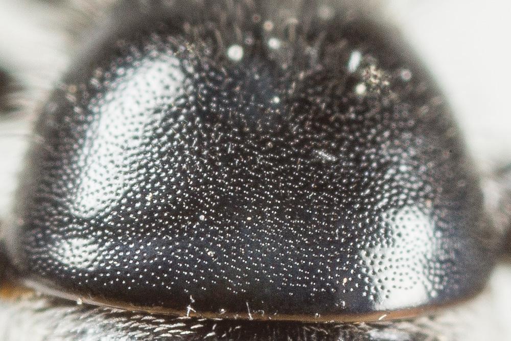  Lasioglossum costulatum (Kriechbaumer, 1873)