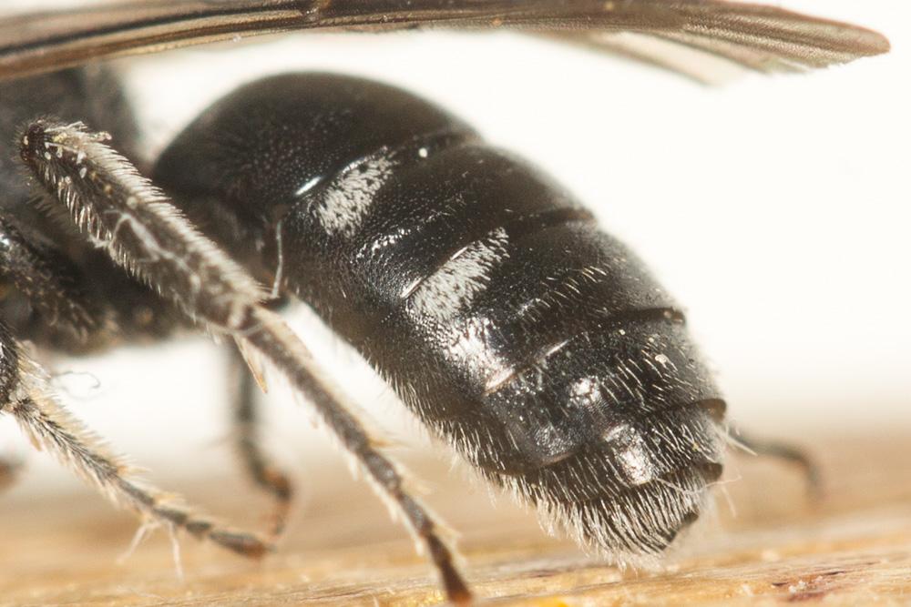  Lasioglossum costulatum (Kriechbaumer, 1873)