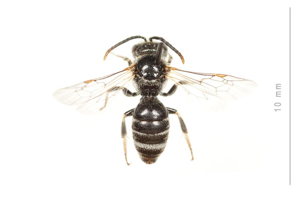  Lasioglossum discus discus (Smith, 1853)