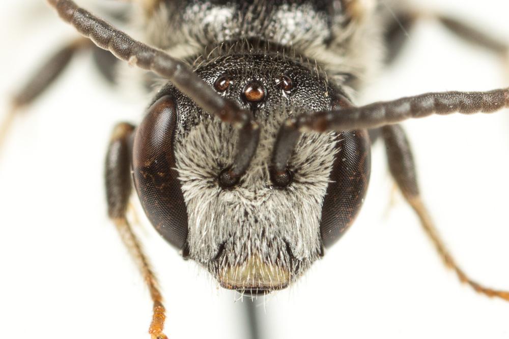  Lasioglossum discus discus (Smith, 1853)