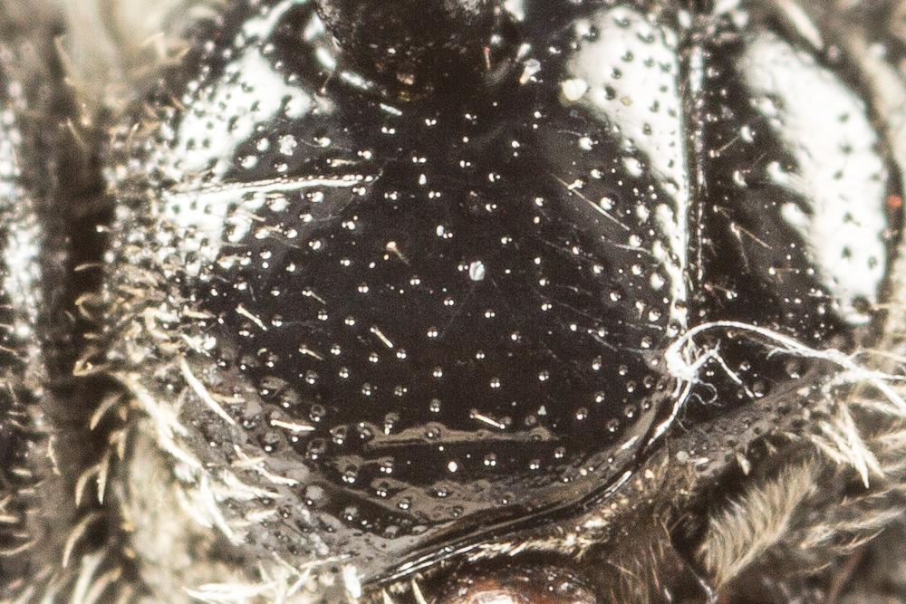  Lasioglossum discus discus (Smith, 1853)