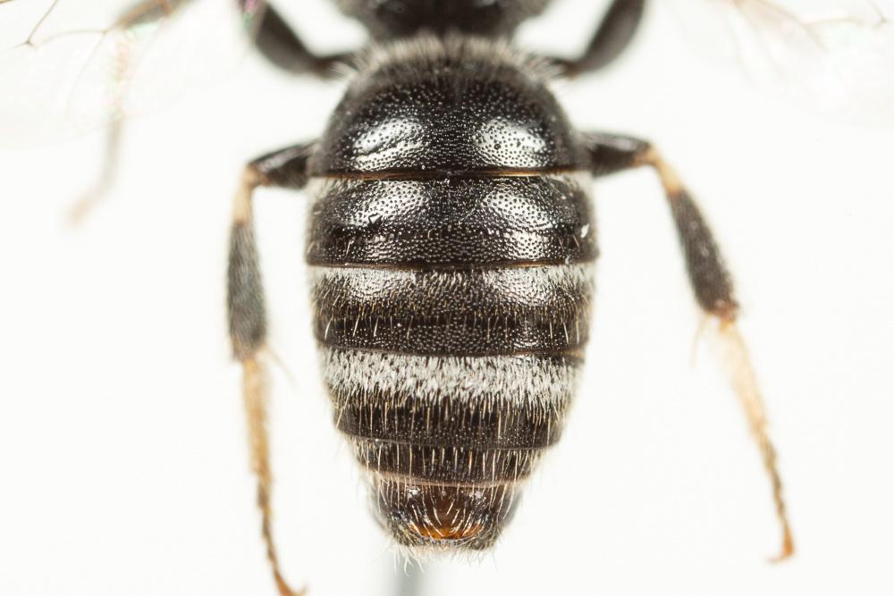  Lasioglossum discus discus (Smith, 1853)