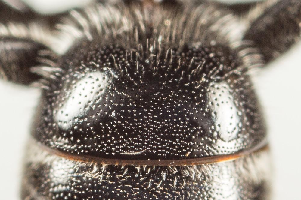  Lasioglossum discus discus (Smith, 1853)