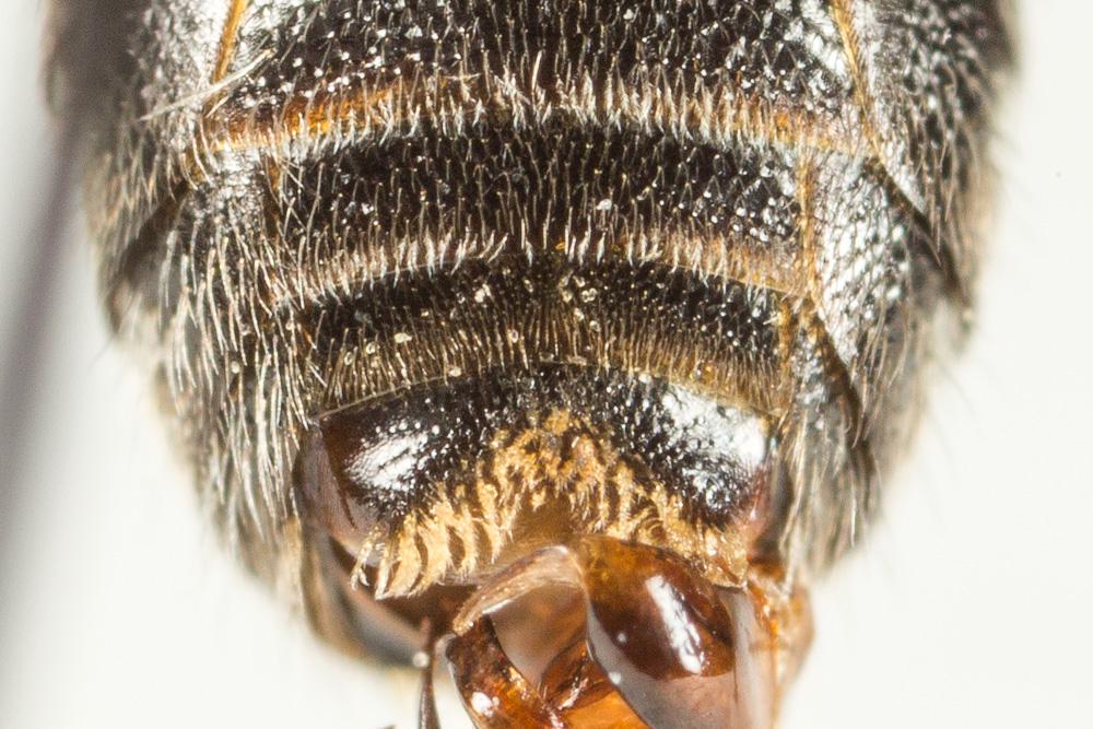  Lasioglossum discus discus (Smith, 1853)