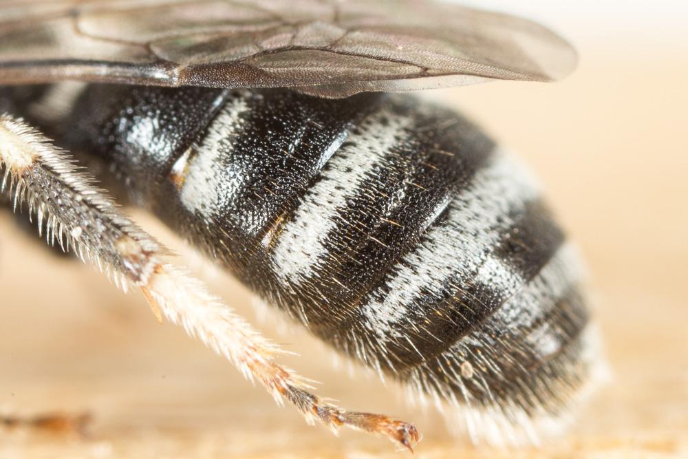  Lasioglossum discus discus (Smith, 1853)