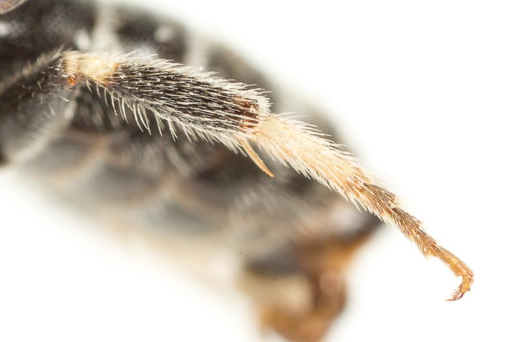  Lasioglossum discus discus (Smith, 1853)