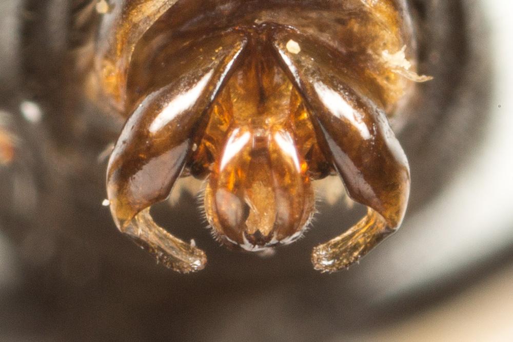  Lasioglossum discus discus (Smith, 1853)