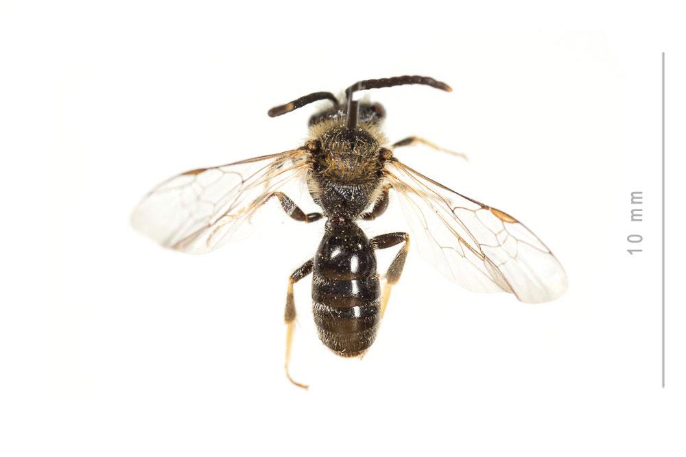  Lasioglossum laevigatum (Kirby, 1802)