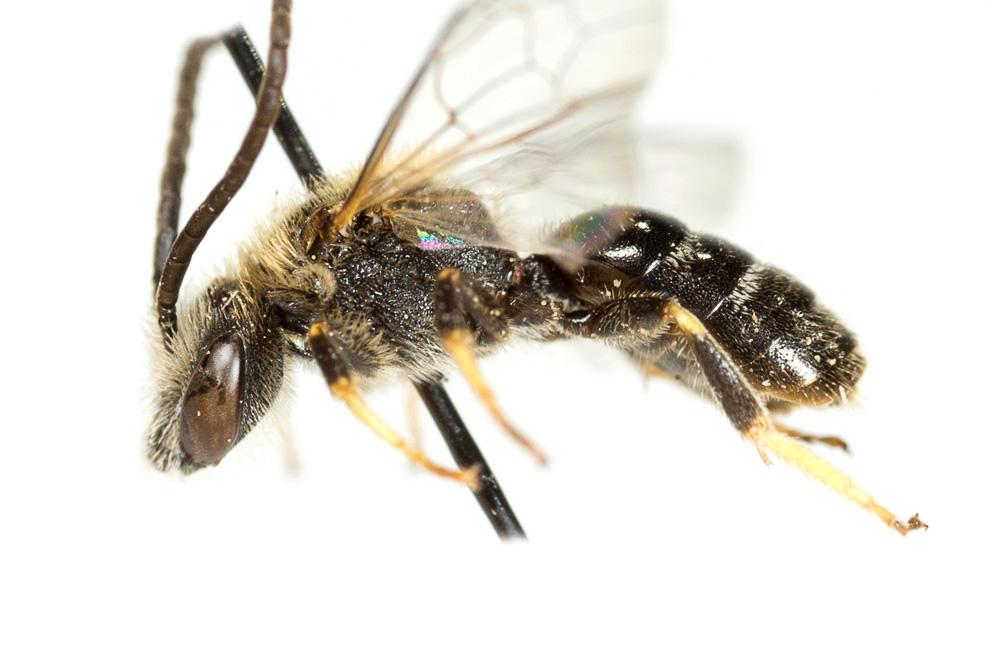  Lasioglossum laevigatum (Kirby, 1802)