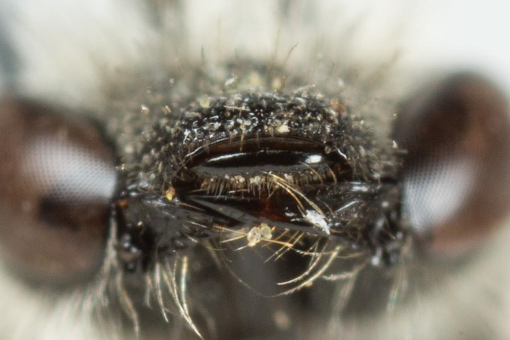  Lasioglossum laevigatum (Kirby, 1802)