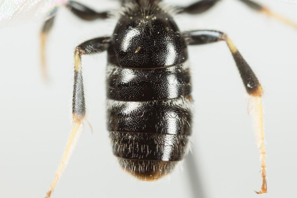  Lasioglossum laevigatum (Kirby, 1802)