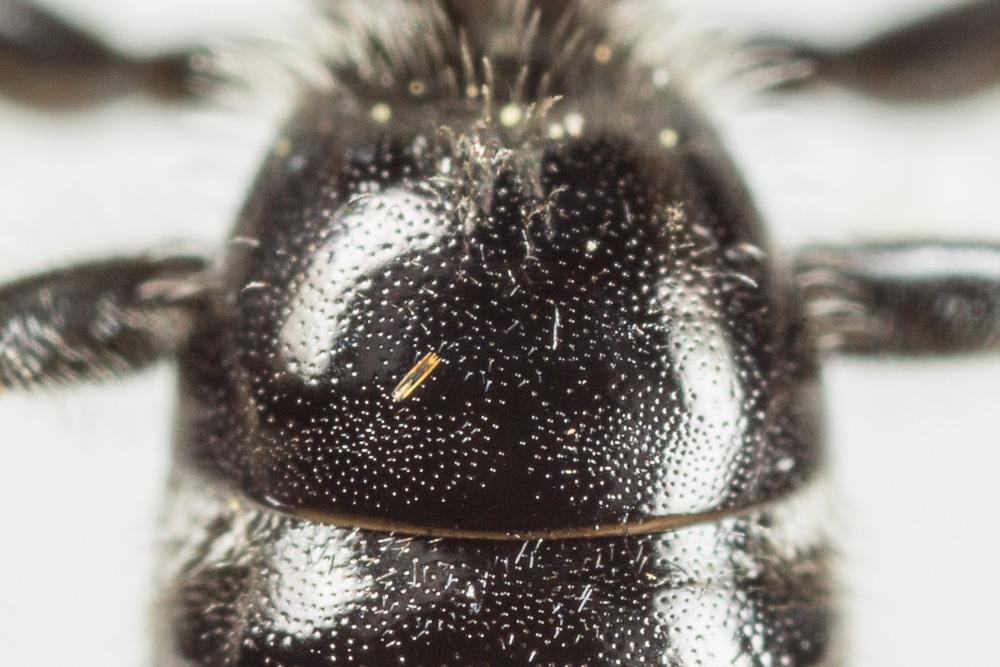  Lasioglossum laevigatum (Kirby, 1802)