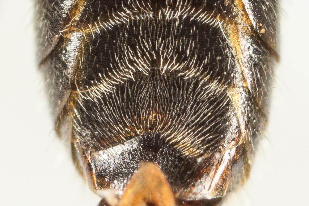  Lasioglossum laevigatum (Kirby, 1802)