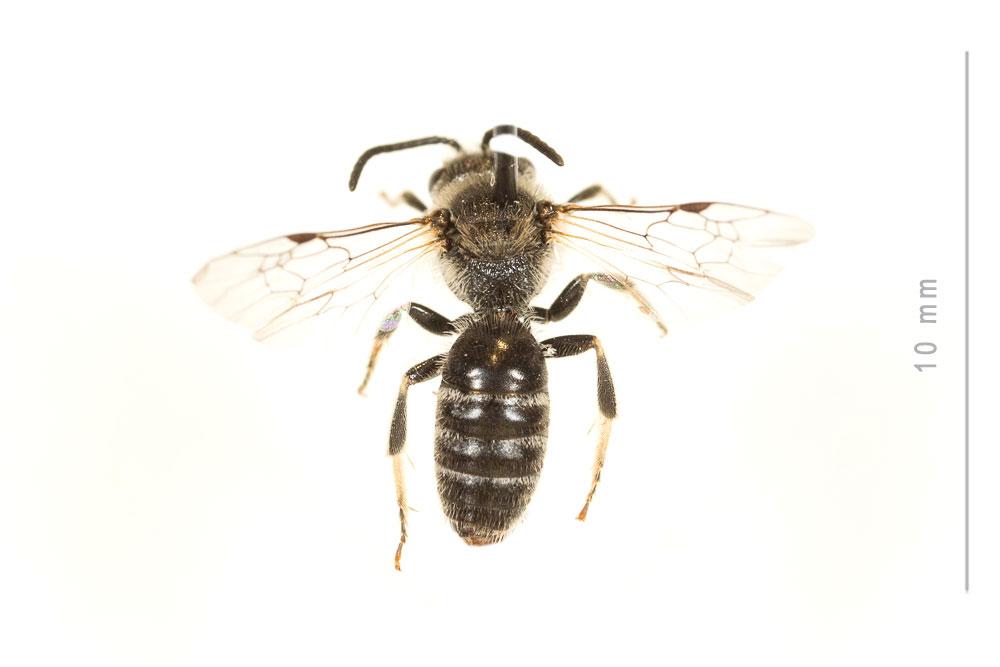  Lasioglossum leucozonium (Schrank, 1781)