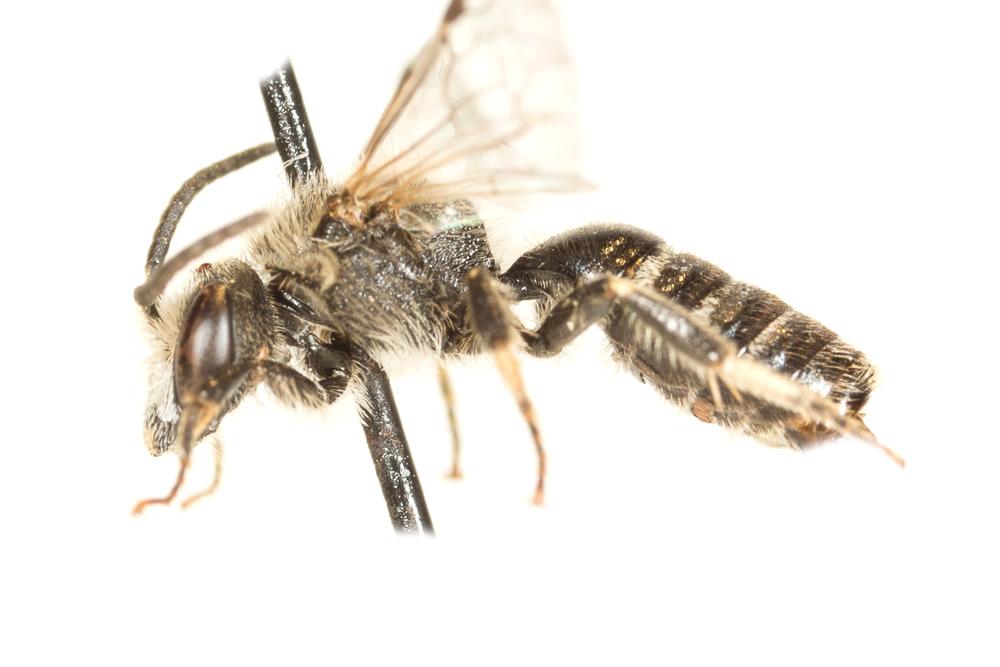  Lasioglossum leucozonium (Schrank, 1781)