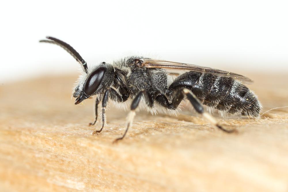  Lasioglossum leucozonium (Schrank, 1781)