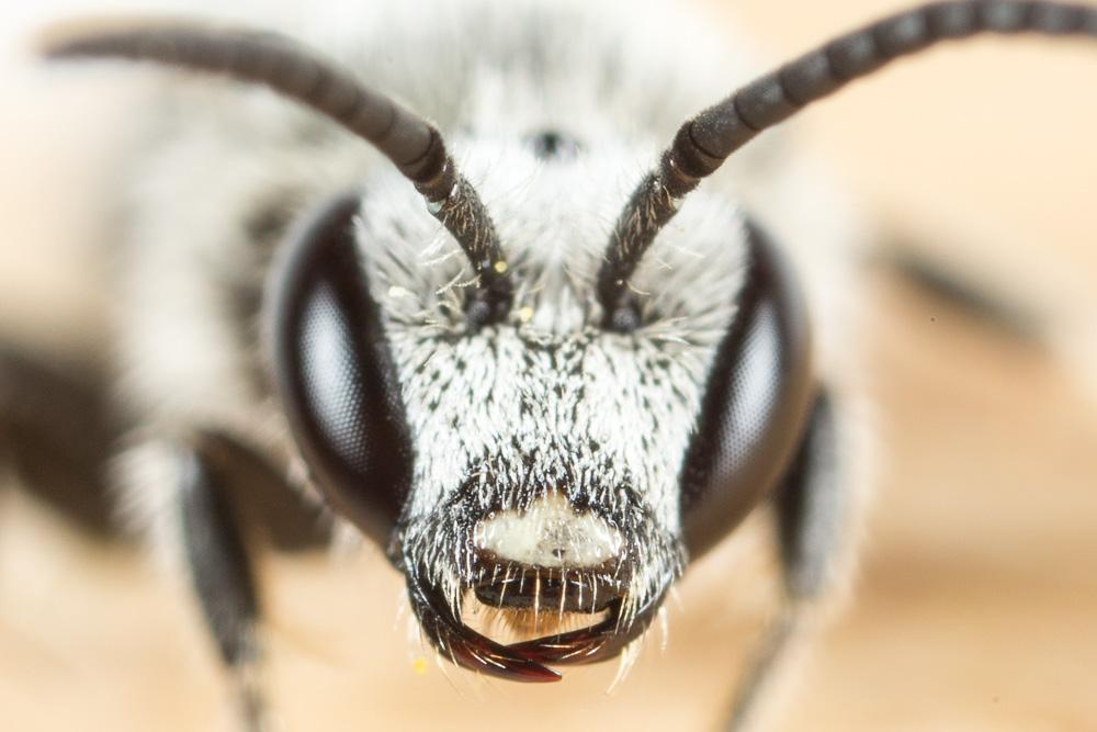  Lasioglossum leucozonium (Schrank, 1781)