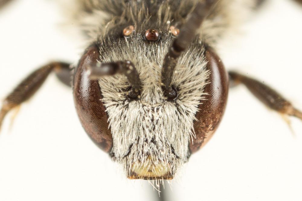  Lasioglossum leucozonium (Schrank, 1781)