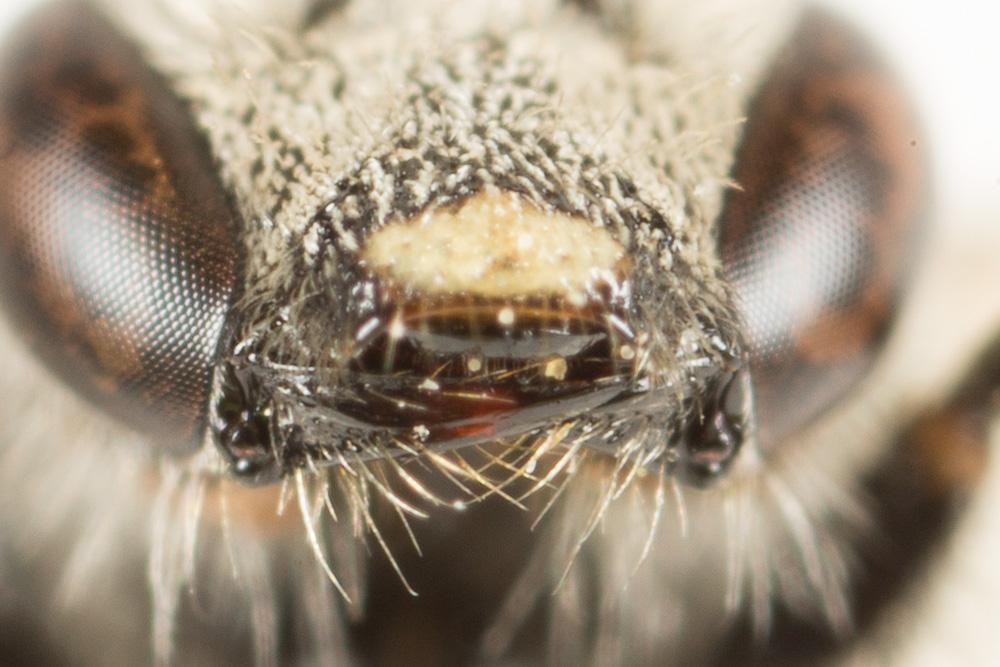  Lasioglossum leucozonium (Schrank, 1781)