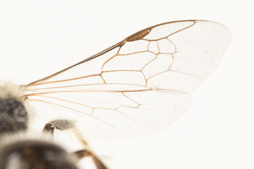  Lasioglossum leucozonium (Schrank, 1781)